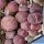 Lithops lesliei cv. REDHORN