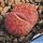 Lithops lesliei cv. REDHORN