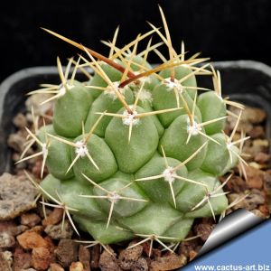 Thelocactus rinconensis RCH714  Santa Caterina, Mexico