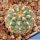 Gymnocalycium parvulum v. amoenum LB995 Las Palmas, 1km North of crossroads, Cordoba, 1020m, Argentina
