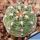 Gymnocalycium parvulum v. amoenum LB995 Las Palmas, 1km North of crossroads, Cordoba, 1020m, Argentina
