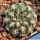 Gymnocalycium calochlorum TB635.2 North of Mina Clavero, Cordoba, Argentina