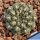 Gymnocalycium calochlorum TB635.2 North of Mina Clavero, Cordoba, Argentina