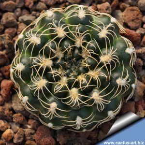 Gymnocalycium calochlorum TB635.2 North of Mina Clavero, Cordoba, Argentina