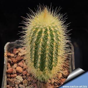 Micranthocereus streckerii HU908 Seabra, Bahia, Brrazil