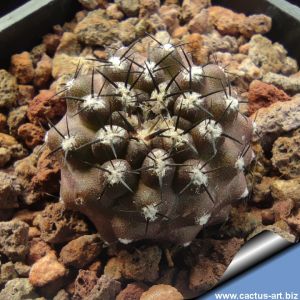 Eriosyce heinrichiana v. intermedia FK28 38km East of La Serena, West of Vicuna, Las Rojas, Elqui Valley, Chile, 200m