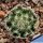 Mammillaria pilispina Joya de Bocacelli, Nuevo Leon, Mexico