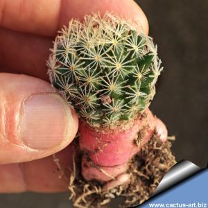 Mammillaria pilispina Joya de Bocacelli, Nuevo Leon, Mexico