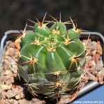 Lobivia chrysantha MN96 Santa Rosa de Tastil, Salta, 3250m, Argentina