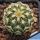 Echinocereus viridiflorus v. correllii Marathon, Brewster Co., Texas