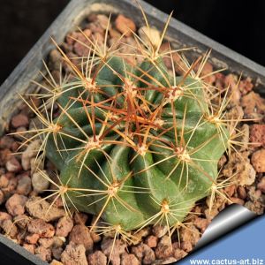 Lobivia chrysochete v. minutiflora TB33.1 Tres Lagunas, 4388m, Salta, Argentina