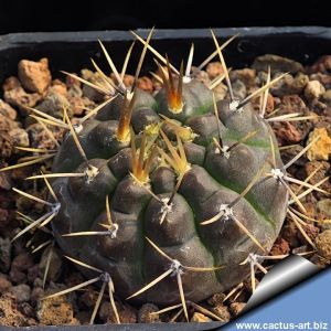 Gymnocalycium gibbosum v. radekii JPR92-70/157 Barranca Gualijo, Rio Negro, Argentina, 350m