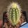 Echinocereus sanpedroensis Sonora, Mexico