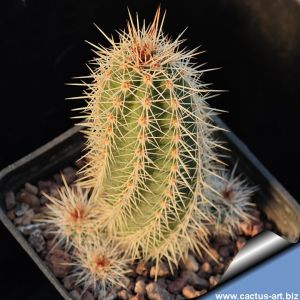 Echinocereus sanpedroensis Sonora, Mexico