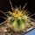 Ferocactus hybrid Acanthosde x chrysacanthus "variegatus"