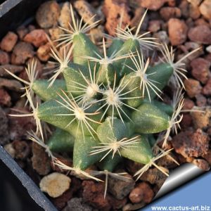 Escobaria missouriensis v. marstonii Wolf Hole, Arizona, USA