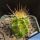 Echinocereus santaritensis Mt. Lemmon, Arizona, USA