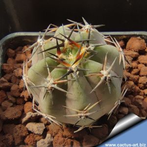 Lobivia chrysantha TB387.1 Puerta Tastil, 2711m, Salta, Argentina