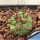 Copiapoa coquimbana RUS200 Villa Puclaro, dpt. Coquimbo, Chile