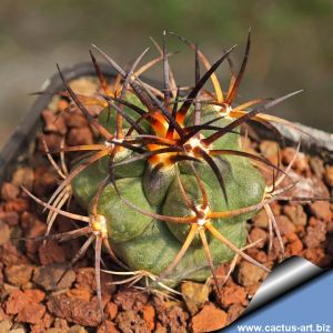 Copiapoa coquimbana RUS200 Villa Puclaro, dpt. Coquimbo, Chile