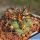 Copiapoa coquimbana RUS200 Villa Puclaro, dpt. Coquimbo, Chile