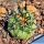 Copiapoa coquimbana RUS200 Villa Puclaro, dpt. Coquimbo, Chile