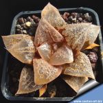 Haworthia cv. HA HUTI