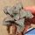 Haworthia cv. HA HUTI