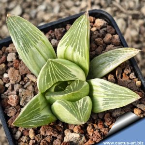 Haworthia cv. MILKY WAY