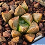 Haworthia obtusa cv. MURASAKI