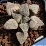 Haworthia cv. WHITE FROZEN (ex Japan)