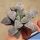 Haworthia cv. WHITE FROZEN (ex Japan)