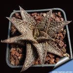 Haworthia cv. KINTAIKYO
