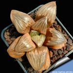 Haworthia cv. CHIKA KURISUTAMURU