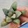 Haworthia cv. CHIKA KURISUTAMURU