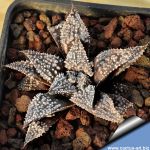 Haworthia cv. STAR WARS