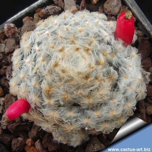 Mammillaria schiedeana var. plumosa Las Adjuntas, Guanajuato, Mexico