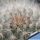 Mammillaria guelzowiana SB1160 Rodeo, Durante, Mexico