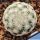 Mammillaria lasiacantha SB500 Cuatrocienagas, Coahuila, Mexico
