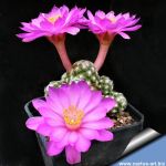 Mammillaria saboae ssp. haudeana MK163.468 Yecora, Sonora, Mexico