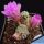 Mammillaria theresae MK 173.486 Coneto Pass, Durante, Mexico