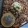 Mammillaria theresae MK 173.486 Coneto Pass, Durante, Mexico