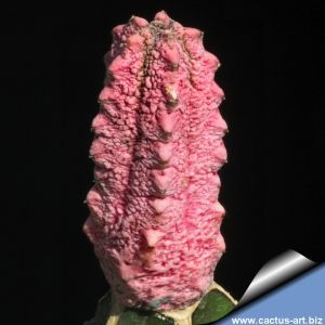 Euphorbia abdelkuri cv. Damask