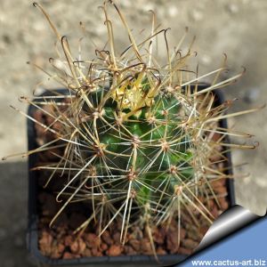Austrocactus pauxillus SA8273 Mendoza, Argentina 