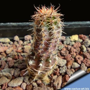 Austrocactus pauxillus SA8273 Mendoza, Argentina 