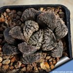 Haworthia cv. MORDOR