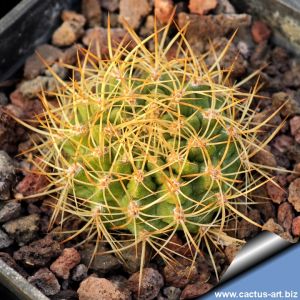 Eriosyce garaventae RER012 NP La Campana, Chile,1700m (Pyrrhocactus garaventae)