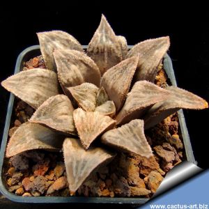 Haworthia cv. GINSEKAI