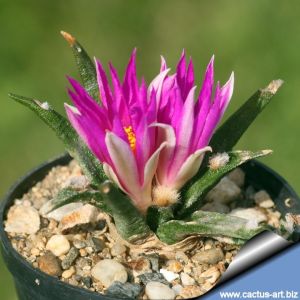 Ariocarpus agavoides PP208 Tula, Municipio Tula, Tamaulipas, Mexico