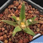 Ariocarpus agavoides PP208 Tula, Municipio Tula, Tamaulipas, Mexico